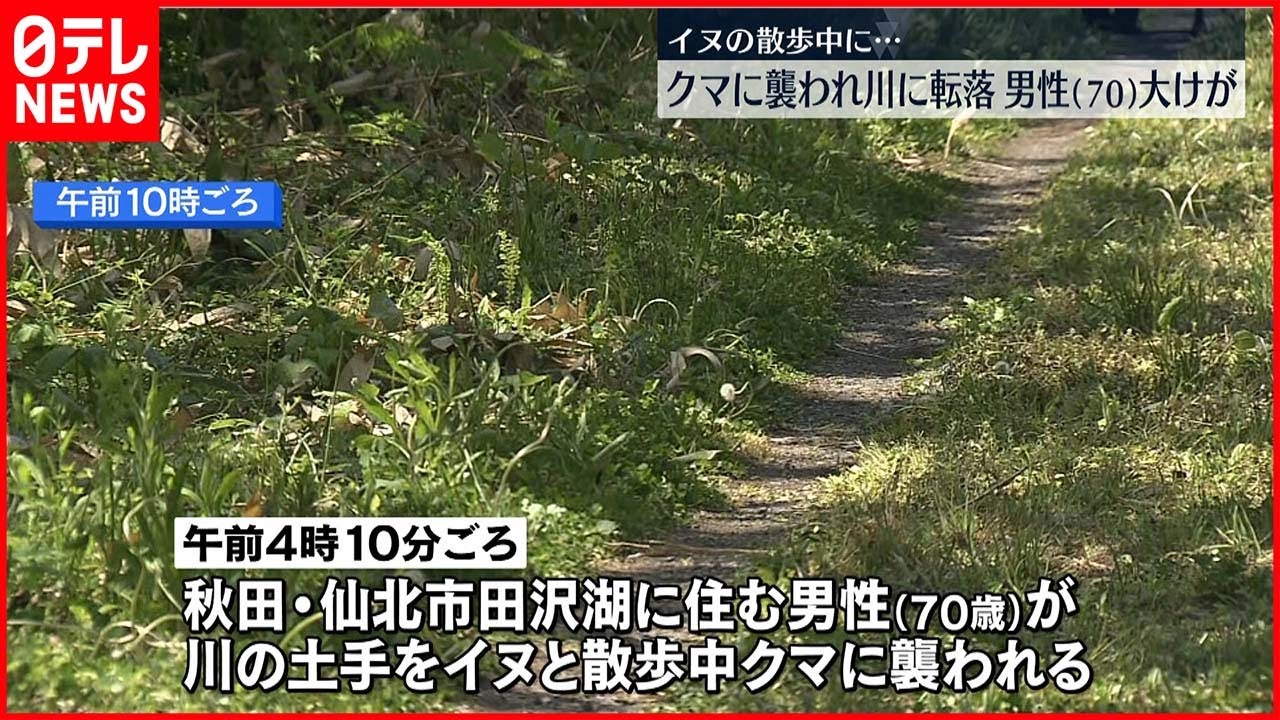【犬の散歩中】熊に襲われ川に転落…70歳男性が大ケガ