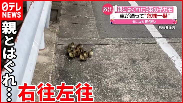 【危機一髪】 親とはぐれた9羽の子ガモ 車が通って…