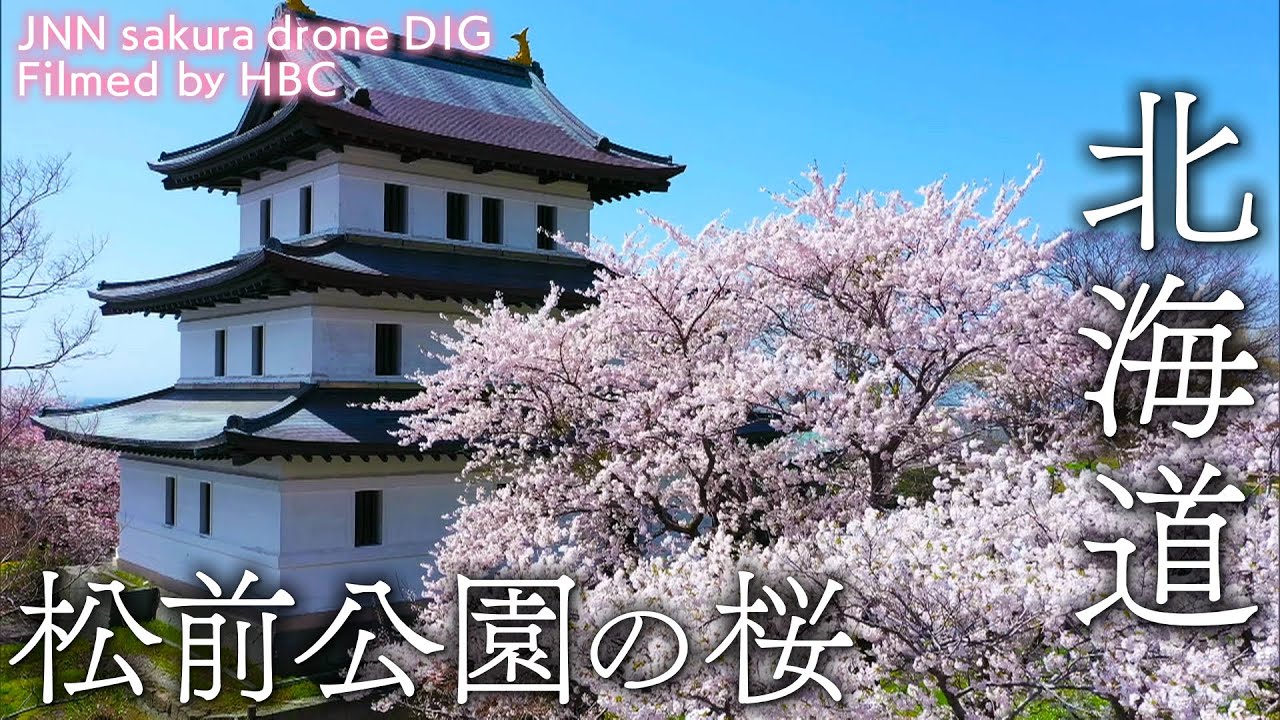 松前公園の桜　北海道松前町【JNN sakura ドローンDIG】