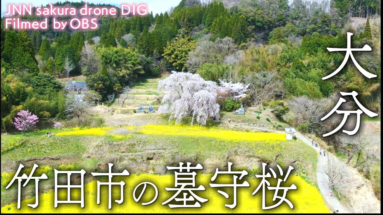 竹田市の墓守桜　大分県竹田市【JNN sakura ドローンDIG】