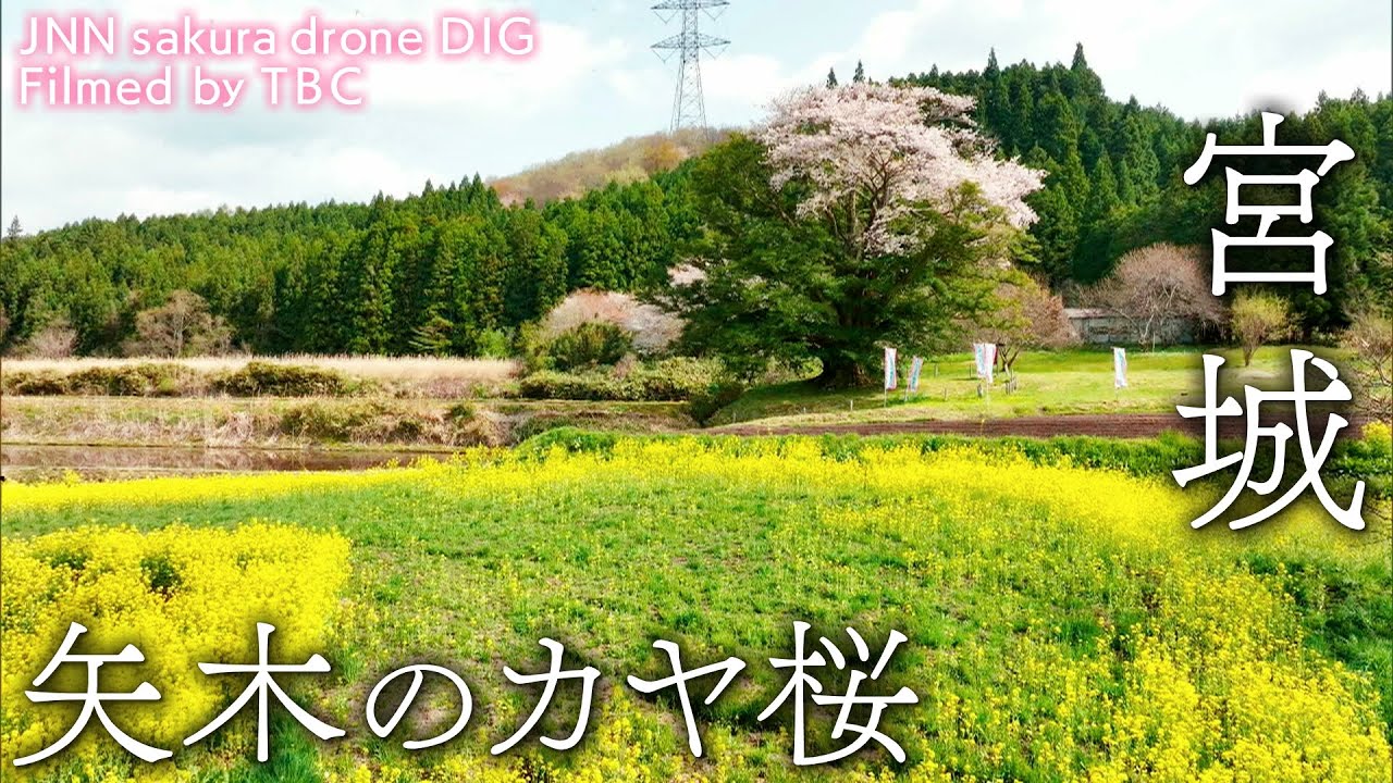 矢木のカヤ桜　宮城県大崎市【JNN sakura ドローンDIG】