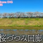 おの桜づつみ回廊 兵庫県小野市 【JNN sakuraドローンDIG】