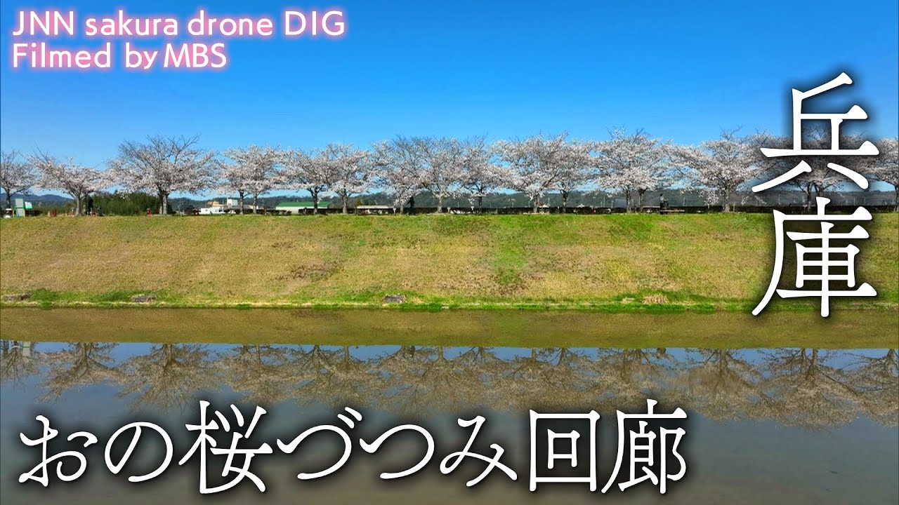 おの桜づつみ回廊 兵庫県小野市 【JNN sakuraドローンDIG】