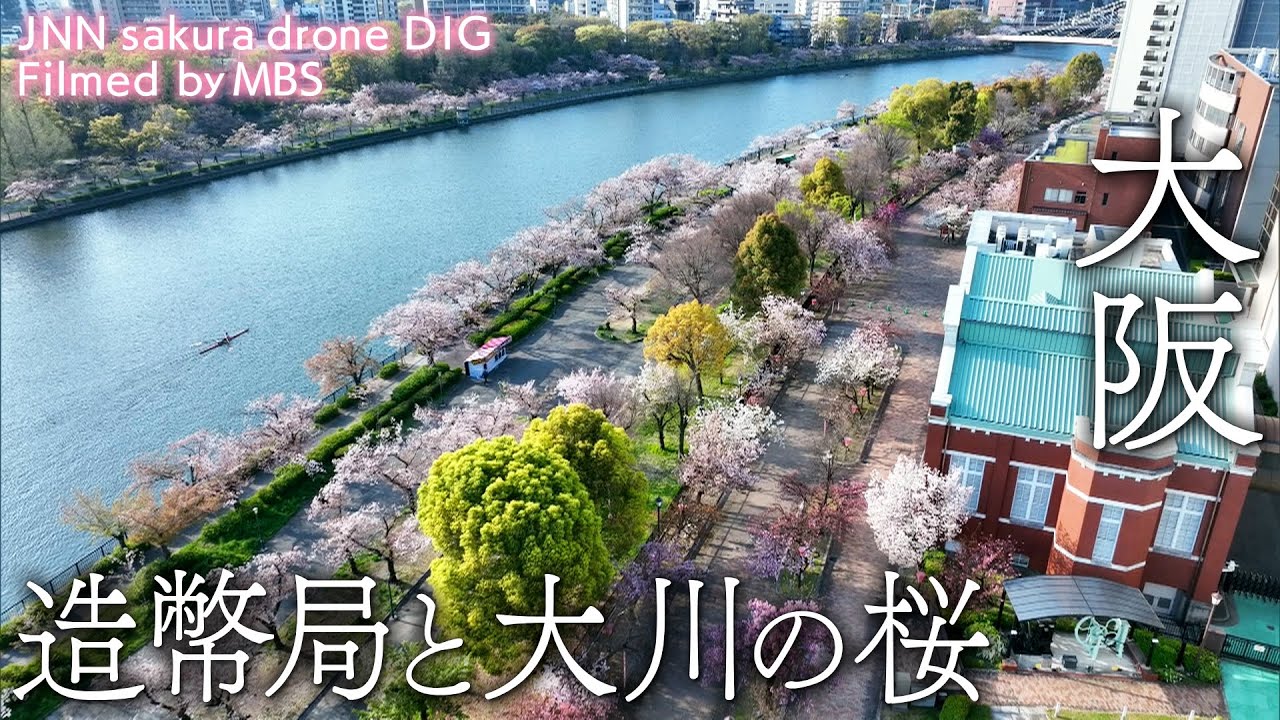 造幣局と大川の桜 大阪市北区 【JNN sakuraドローンDIG】