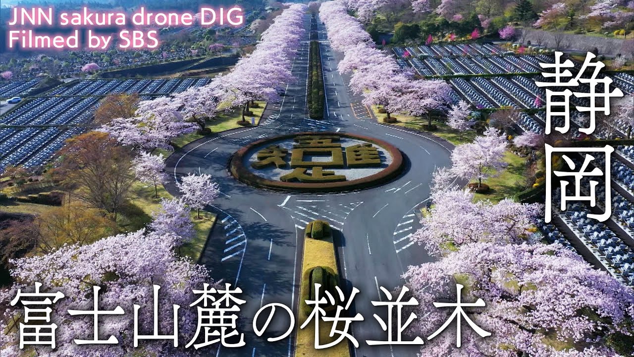 富士山麓の桜並木 静岡県小山町 【JNN sakuraドローンDIG】