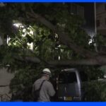 伐採予定の木が倒れ住宅に被害 東京・文京区｜TBS NEWS DIG