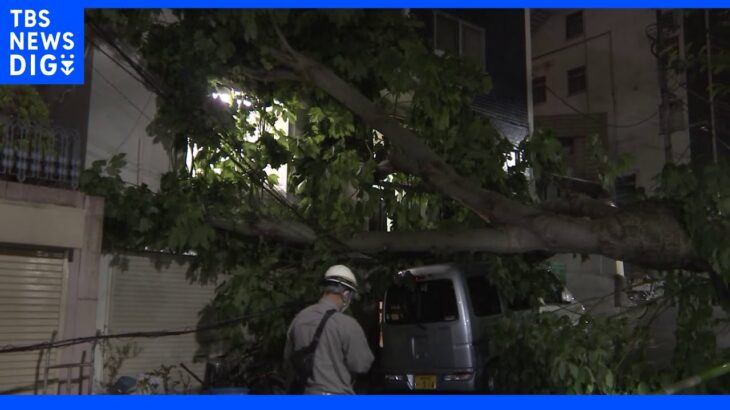 伐採予定の木が倒れ住宅に被害 東京・文京区｜TBS NEWS DIG