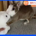 【一押し映像】強烈パンチを放つウサギ｜TBS NEWS DIG