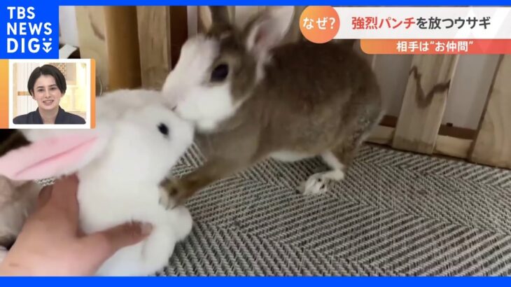 【一押し映像】強烈パンチを放つウサギ｜TBS NEWS DIG