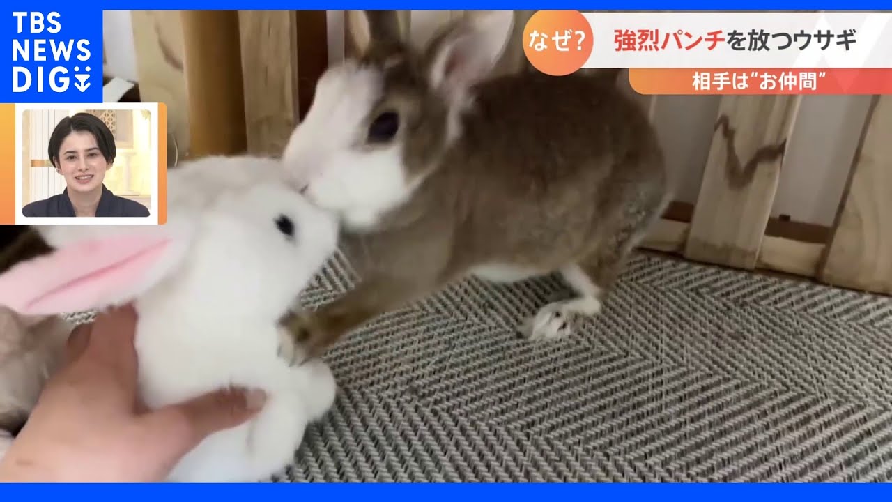 【一押し映像】強烈パンチを放つウサギ｜TBS&nbsp;NEWS&nbsp;DIG