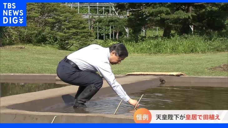 天皇陛下 皇居の水田で毎年恒例の田植え｜TBS NEWS DIG