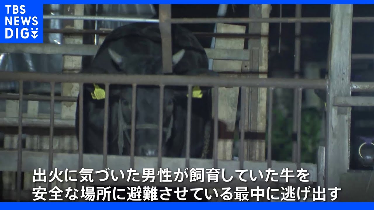 牛舎で火事&nbsp;肉牛逃げる&nbsp;２頭は捕獲｜TBS&nbsp;NEWS&nbsp;DIG