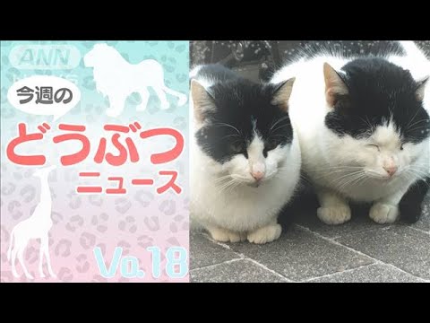 今週のどうぶつニュース【Vol.18】(2022年5月16日)