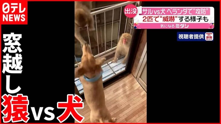 【サルvs犬】サルがベランダに居座り…窓たたき犬を威嚇 栃木・日光市