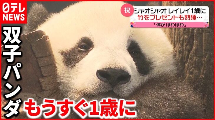 【今日の1日】東京都心は真夏日に 上野動物園で”1歳を祝う会”開催