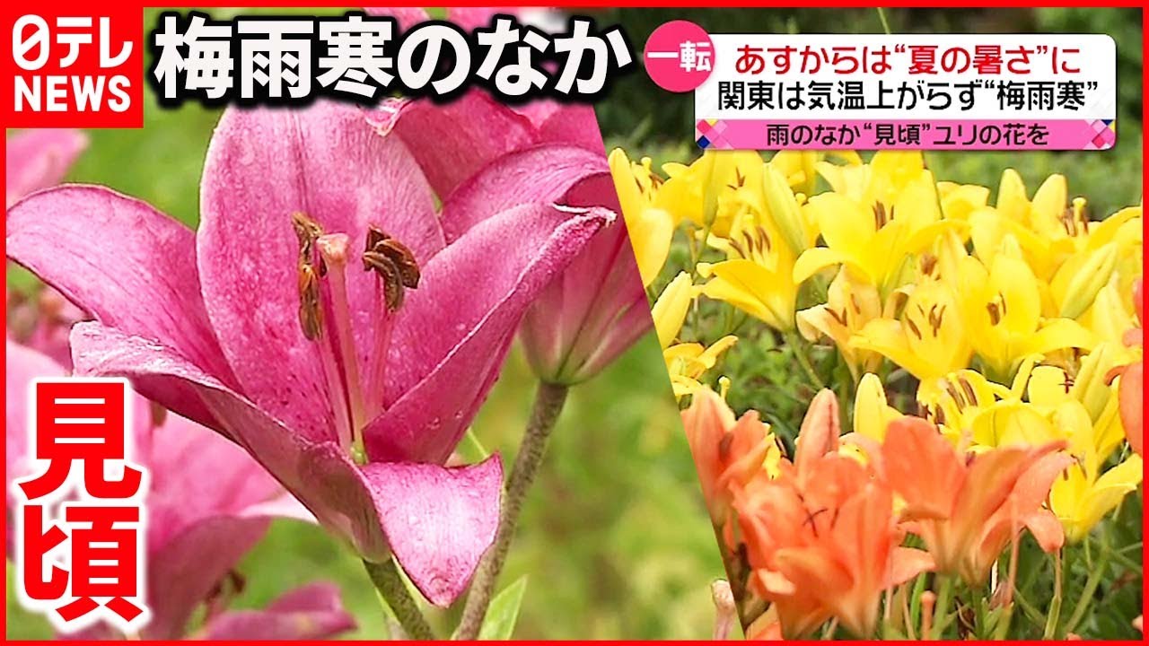 【今日の1日】雨の中ユリの花見頃 3年ぶりの“札幌まつり”大混雑
