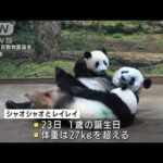 上野の双子パンダ　個性豊かにまもなく1歳の誕生日(2022年6月14日)