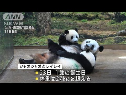 上野の双子パンダ　個性豊かにまもなく1歳の誕生日(2022年6月14日)