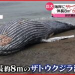 【今日の1日】海岸にザトウクジラの死骸…羅臼町 東京では4日ぶりの夏日