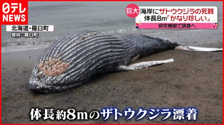 【今日の1日】海岸にザトウクジラの死骸…羅臼町 東京では4日ぶりの夏日