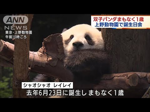上野の双子パンダ まもなく1歳に　誕生日会でお祝い(2022年6月20日)