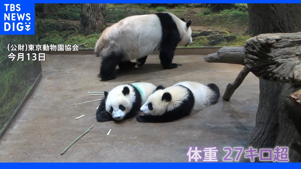 上野動物園で双子パンダの「1歳を祝う会」 小池都知事がりんごや竹をプレゼント|TBS NEWS DIG