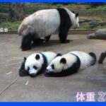 上野動物園で双子パンダの「1歳を祝う会」 小池都知事がりんごや竹をプレゼント｜TBS NEWS DIG
