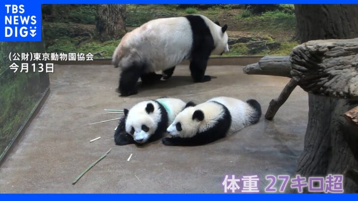 上野動物園で双子パンダの「1歳を祝う会」 小池都知事がりんごや竹をプレゼント｜TBS NEWS DIG
