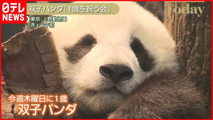 【上野の双子パンダ】「1歳を祝う会」 誕生時の約200倍に成長