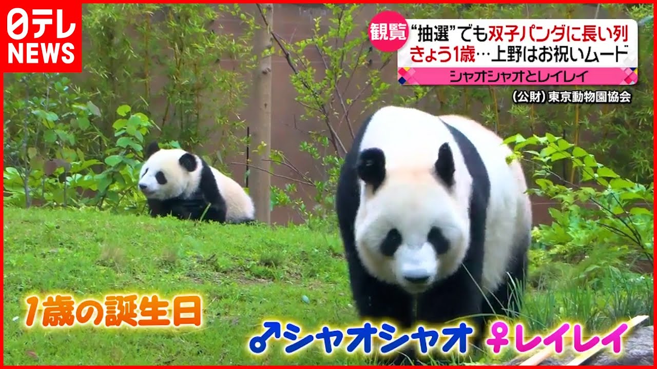 【シャオシャオ＆レイレイ】1歳の誕生日 上野動物園で”長い列”