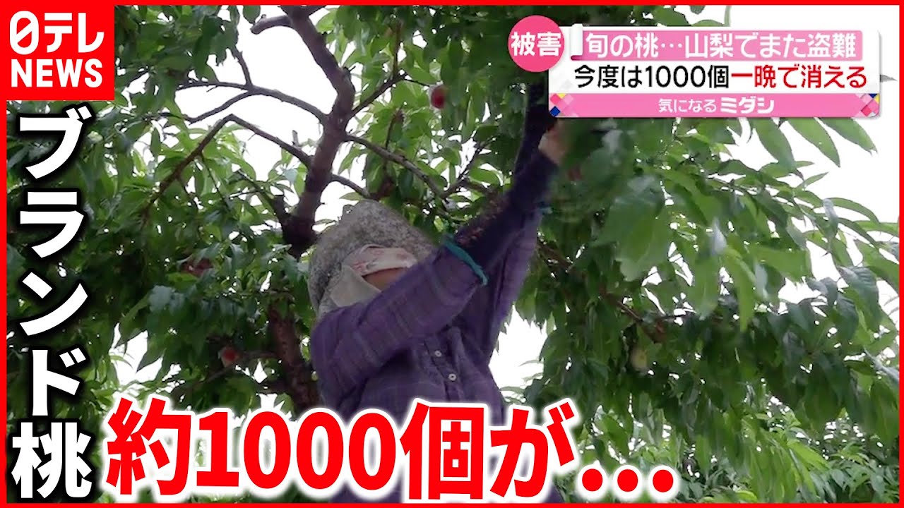 【相次ぐ桃の盗難】山梨県でまた… ブランド桃約1000個 “一晩”で消える