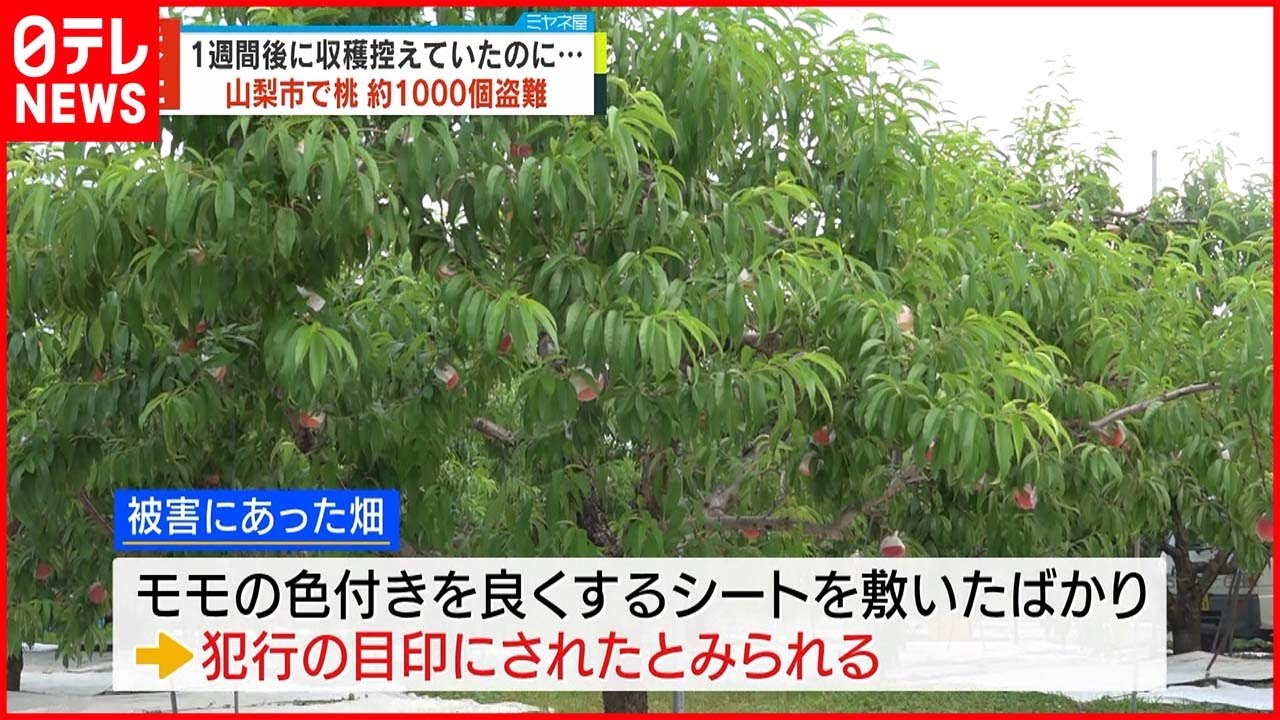 【事件】収穫前の桃1000個盗まれる“シート”犯行の目印にされたか