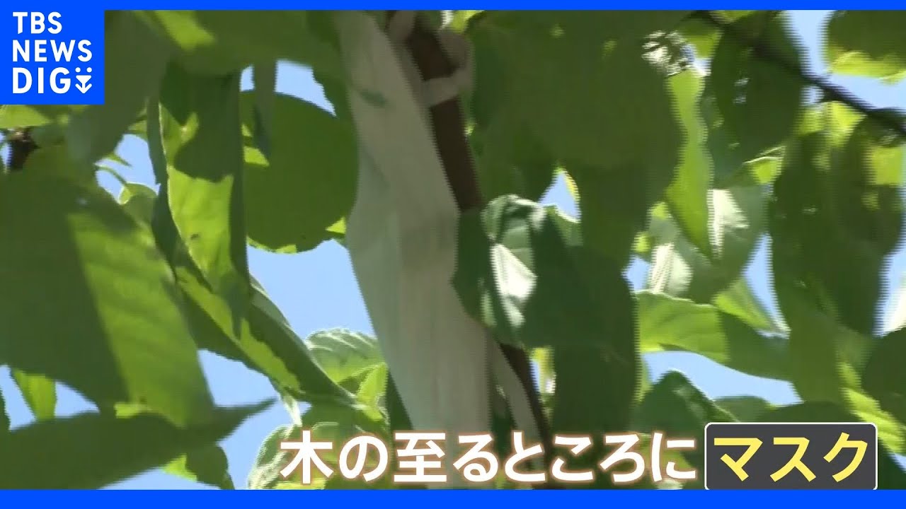 「1000枚とかそれくらい」都内の木になぜマスクが?&nbsp;住所の記載も…訪ねた先の住人は｜TBS&nbsp;NEWS&nbsp;DIG