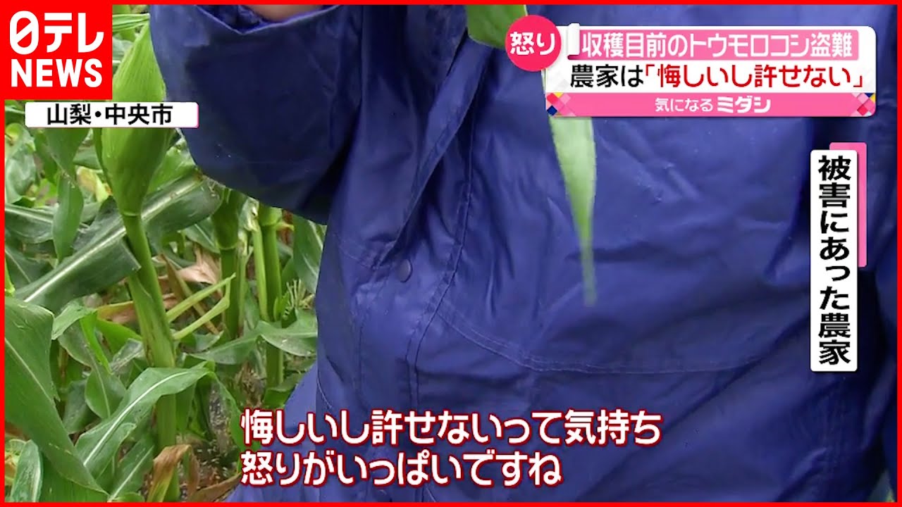 【怒り】収穫目前の”トウモロコシ”盗難　1000本盗まれた畑も…
