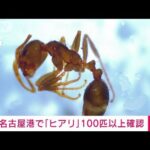 【速報】名古屋港でヒアリ100匹以上確認(2022年6月28日)