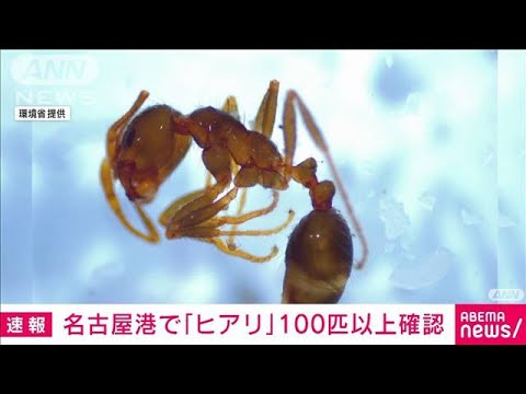 【速報】名古屋港でヒアリ100匹以上確認(2022年6月28日)
