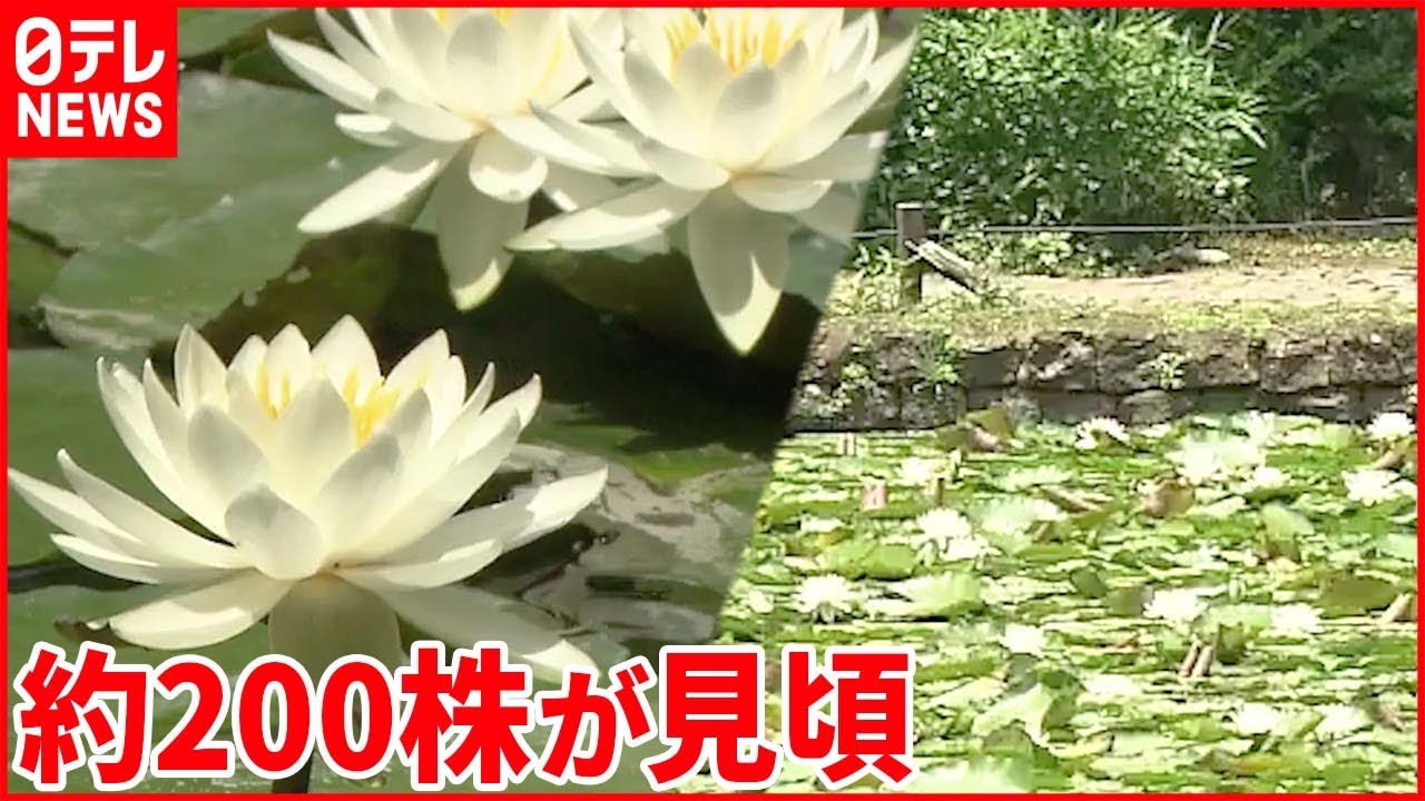 【今日の1日】スイレン約200株見頃 3年ぶり運動会も 仙台市では“ひょう”や雷雨