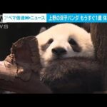 上野の双子パンダ　もうすぐ1歳　すくすく体重27kg超(2022年6月20日)