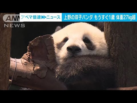 上野の双子パンダ　もうすぐ1歳　すくすく体重27kg超(2022年6月20日)