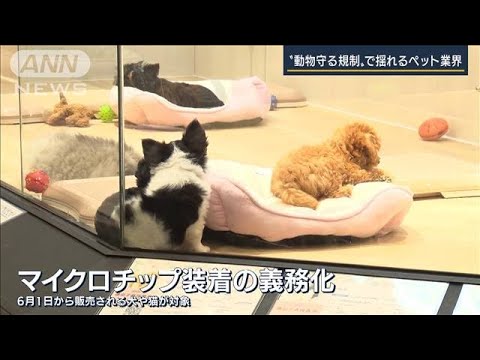 「13万頭に保護必要か」改正動物愛護法　6月施行の“頭数制限”で揺れるペット業界(2022年6月24日)