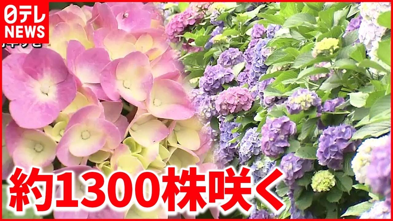【今日の1日】東京は梅雨寒“4月下旬並み” 約1300株あじさい咲く