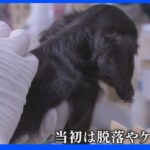 飼育中の1600万匹どうすれば…犬猫マイクロチップ装着義務が今月スタート｜TBS NEWS DIG