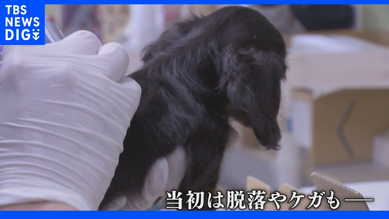 飼育中の1600万匹どうすれば…犬猫マイクロチップ装着義務が今月スタート｜TBS&nbsp;NEWS&nbsp;DIG