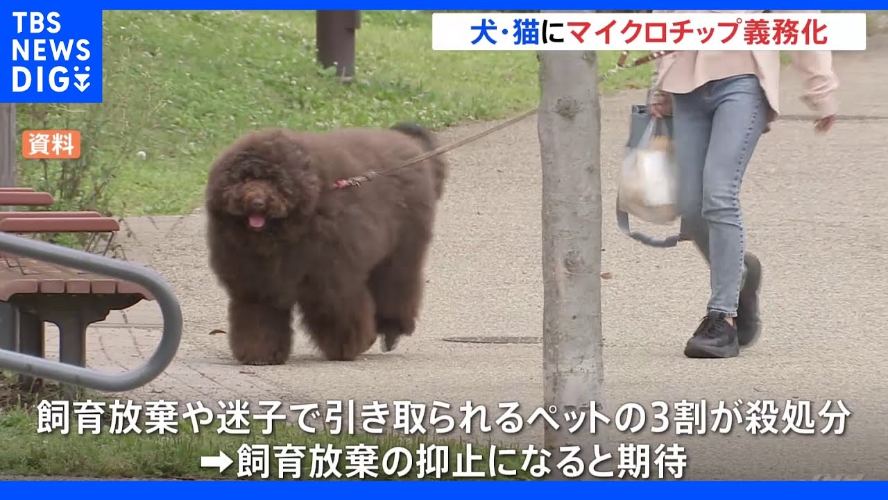 ペットへのマイクロチップ装着義務化　飼い主の名前や電話番号を登録　飼育放棄の抑止に｜TBS&nbsp;NEWS&nbsp;DIG