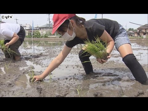 “奇跡の復興米”　大阪・富田林の小学生らが田植え　実ったコメは１０月頃に被災地の岩手・大槌町へ