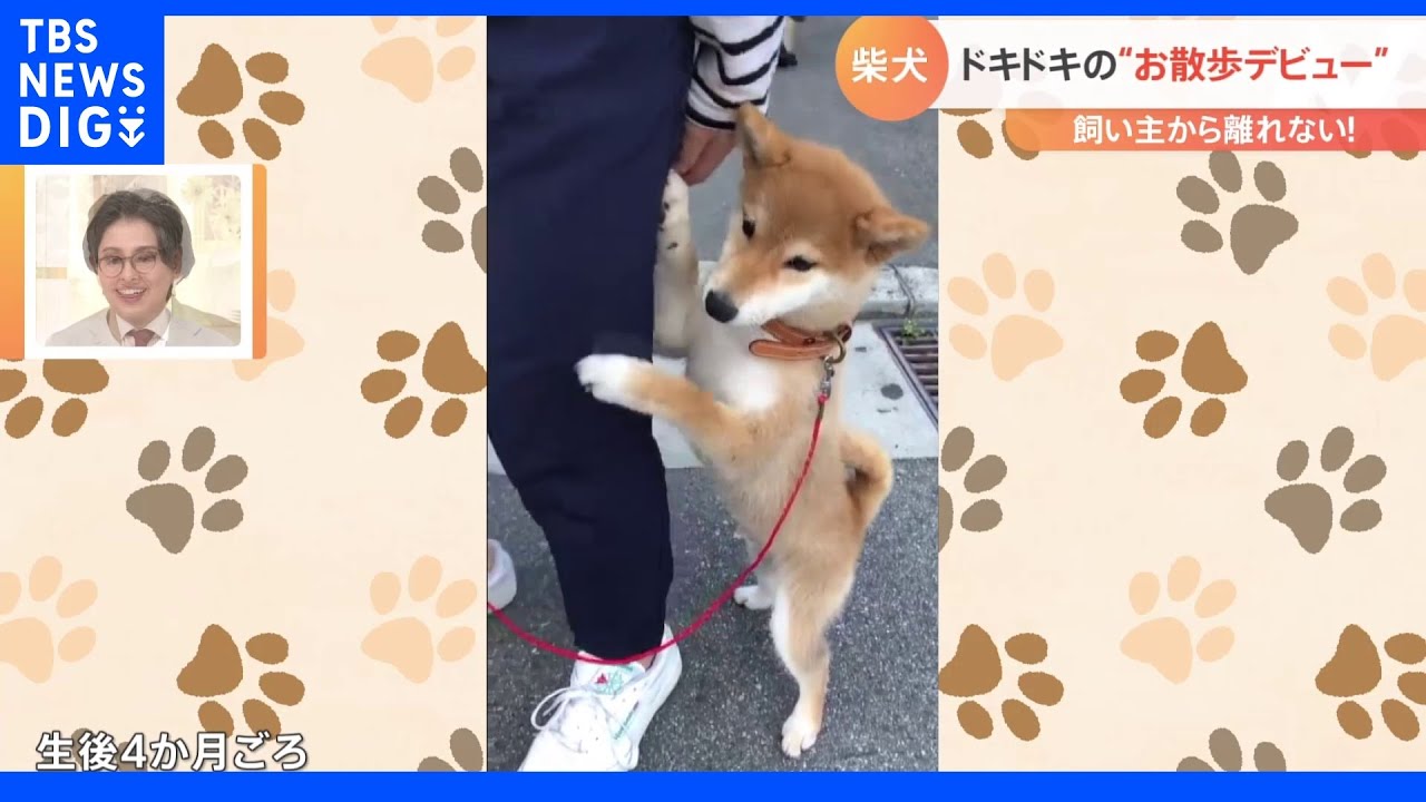 足のプルプルが止まらない…初めての散歩が「不安すぎる」柴犬が話題｜TBS&nbsp;NEWS&nbsp;DIG