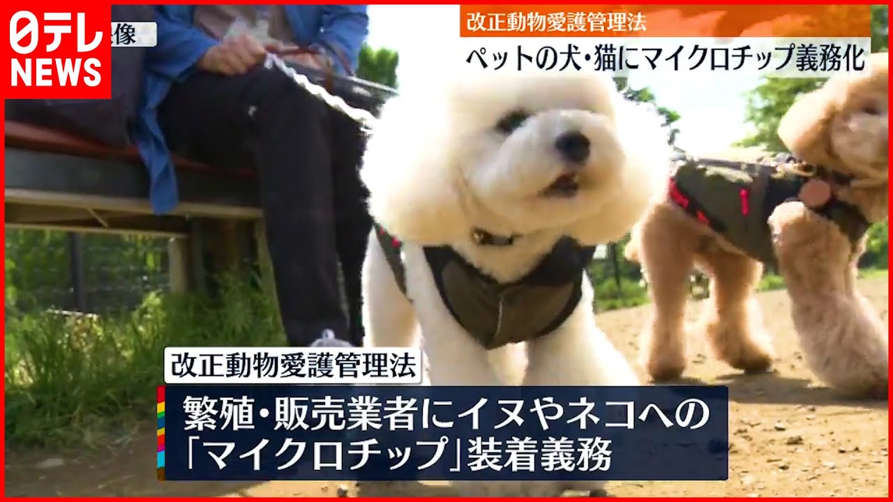 【改正動物愛護管理法】ペットの犬・猫にマイクロチップ義務化