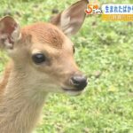 ６５頭が誕生！奈良公園「鹿苑」で鹿の赤ちゃんが一般公開　公園デビューは７月予定（2022年6月1日）