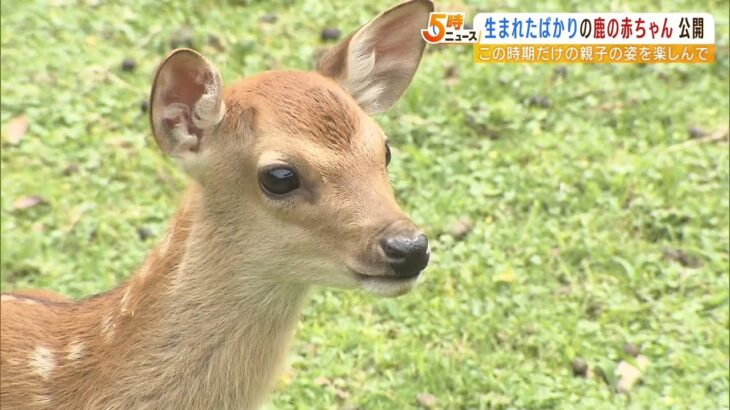 ６５頭が誕生！奈良公園「鹿苑」で鹿の赤ちゃんが一般公開　公園デビューは７月予定（2022年6月1日）