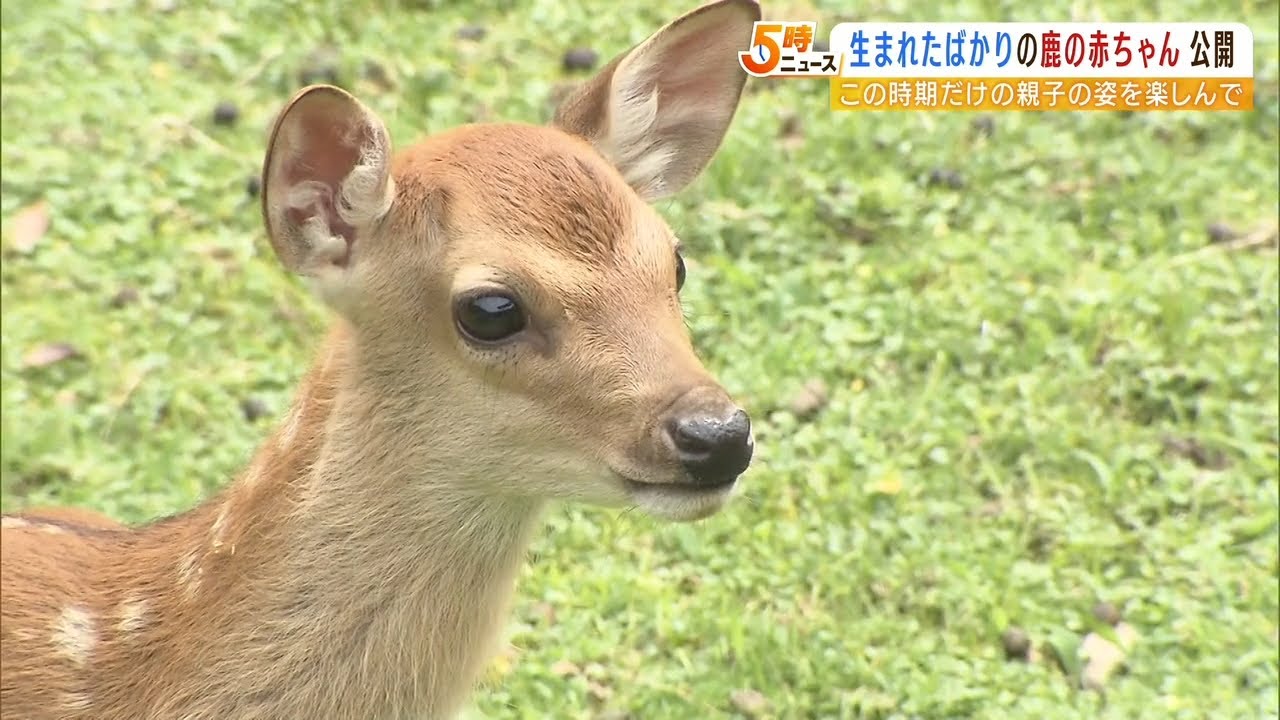 ６５頭が誕生！奈良公園「鹿苑」で鹿の赤ちゃんが一般公開　公園デビューは７月予定（2022年6月1日）